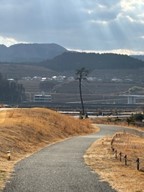奇跡の一本松